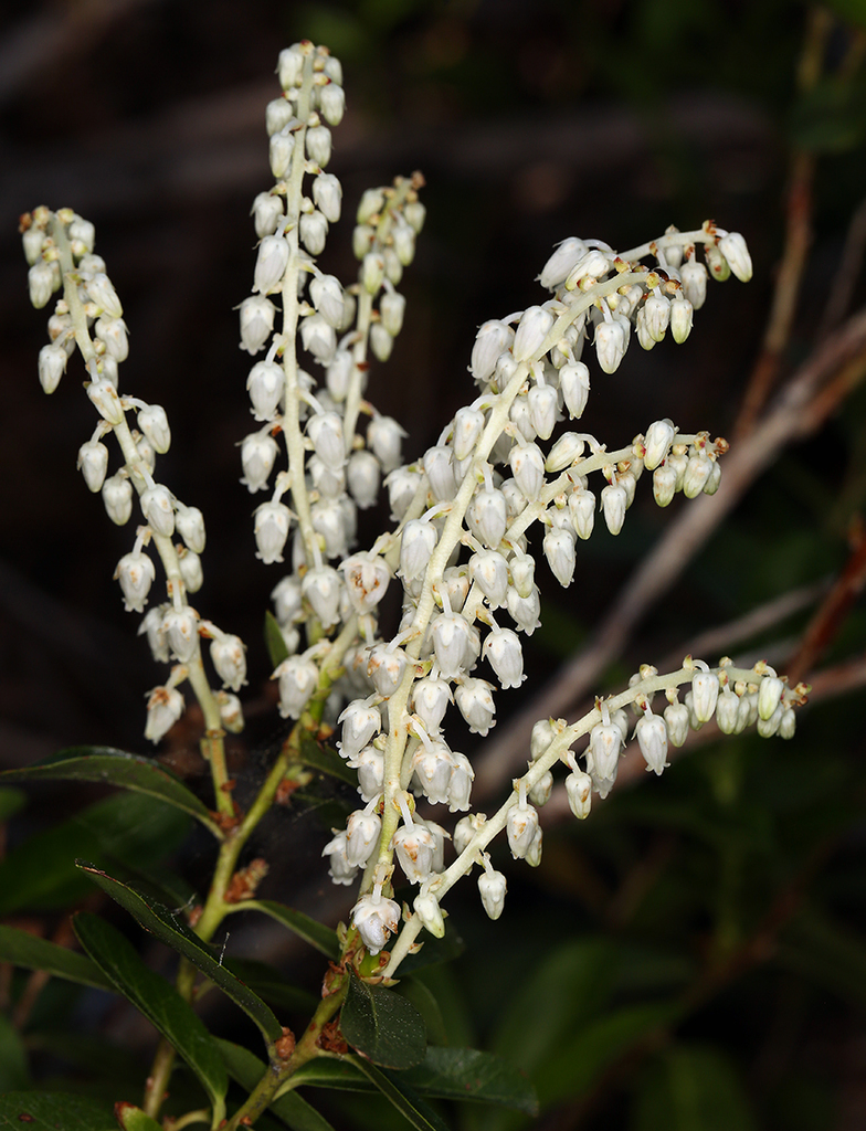 Leucothoe davisiae (Sierra laurel), native California shrub