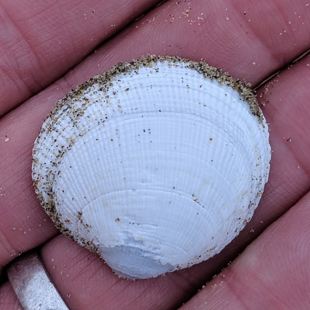 Leukoma staminea (Pacific Littleneck Clam), California species