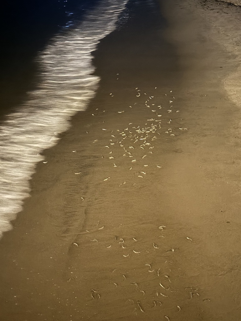Leuresthes tenuis (California Grunion), California species