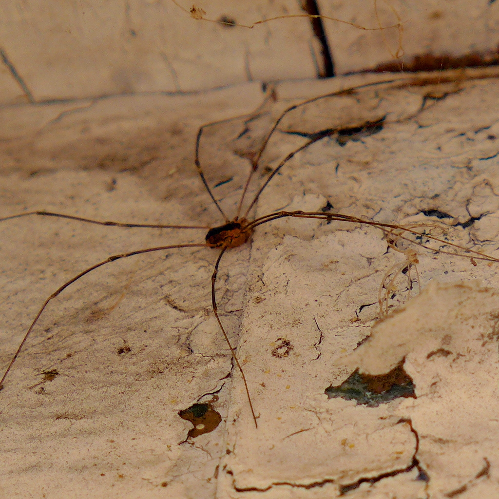 Leuronychus pacificus, California species
