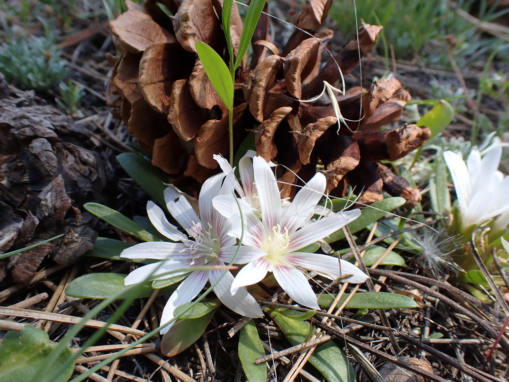 Lewisia brachycalyx (Short-sepaled lewisia), native California herb