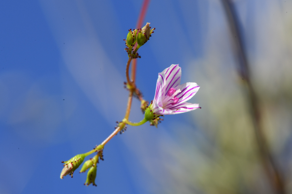 Lewisia cantelovii (Cantelow's lewisia), native California herb