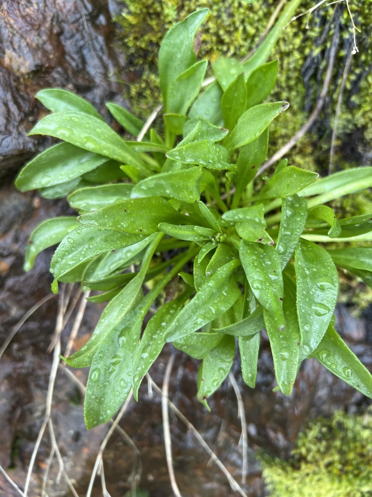 Lewisia congdonii (Congdon's lewisia), native California herb