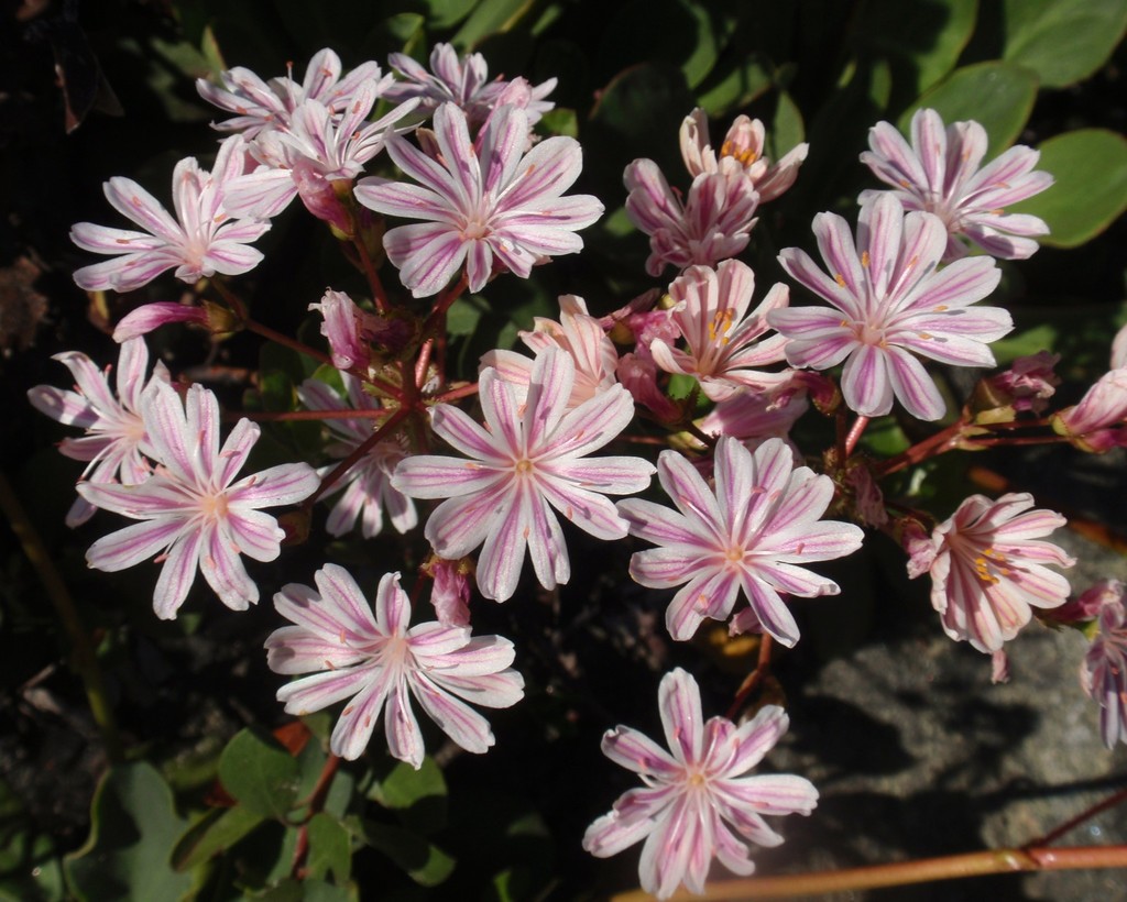 Lewisia cotyledon var. cotyledon (Cliff maids), native California herb
