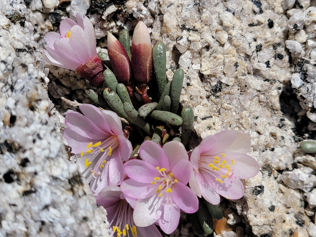 Lewisia disepala (Yosemite lewisia), native California herb