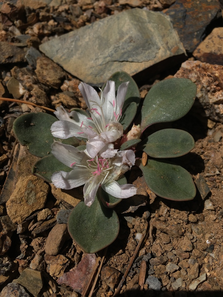 Lewisia kelloggii — parent species of Lewisia kelloggii subsp. kelloggii