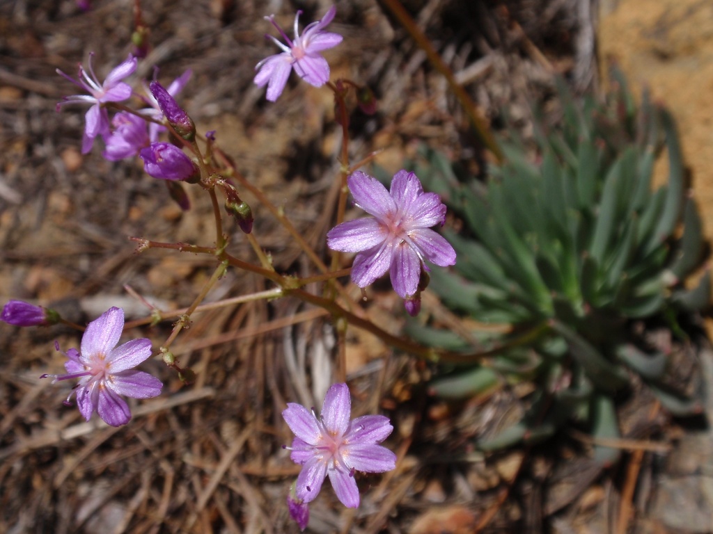 Lewisia leeana (Quill-leaved lewisia), native California herb