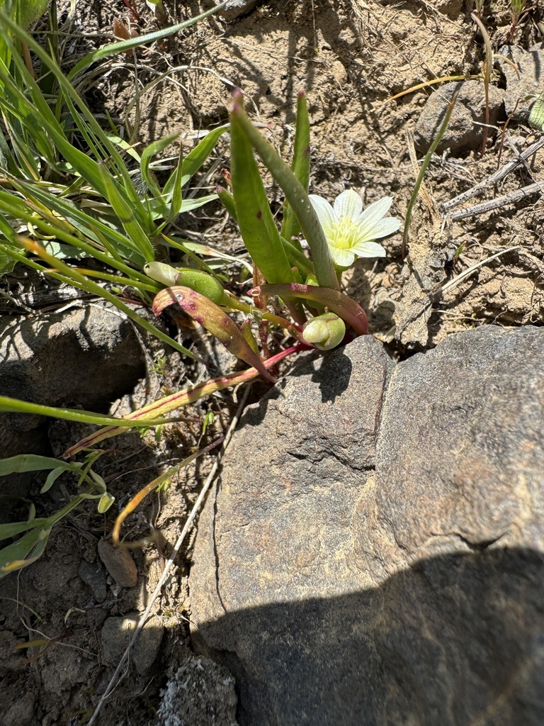 Lewisia nevadensis (Nevada lewisia), native California herb