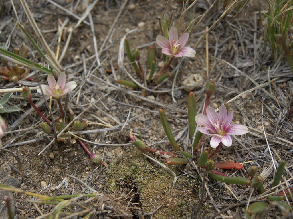 Lewisia pygmaea (Dwarf lewisia), native California herb