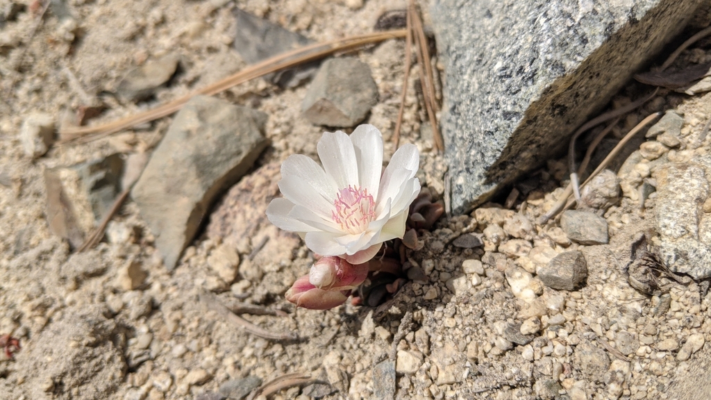 Lewisia rediviva — parent species of Lewisia rediviva var. minor