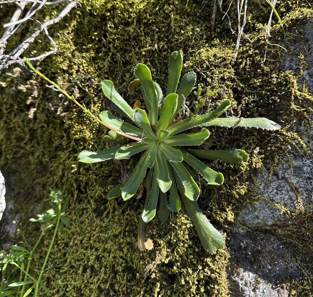 Lewisia serrata (Saw-toothed lewisia), native California herb