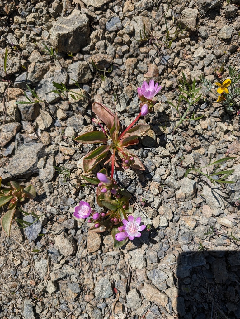 Lewisia stebbinsii (Stebbins' lewisia), native California herb