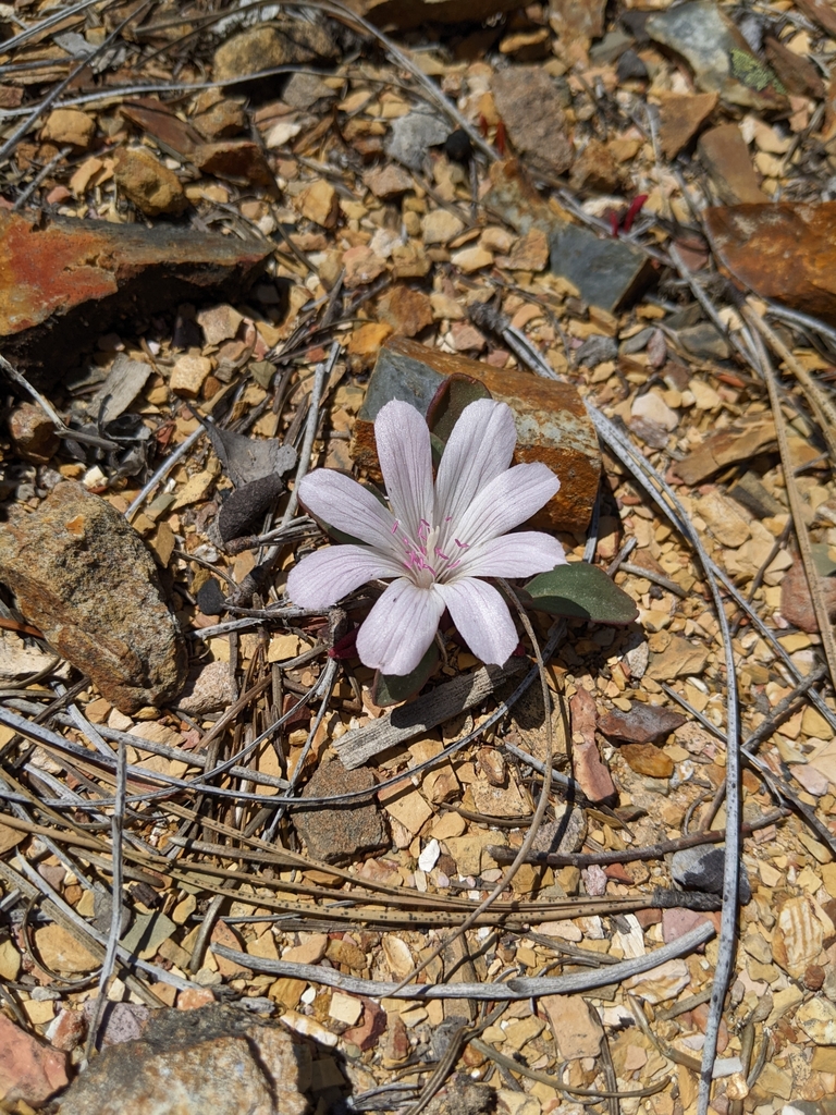 Lewisia taylorii (Trinity lewisia), native California perennial