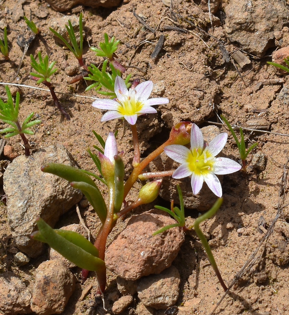 Lewisia triphylla (Three-leaved lewisia), native California herb