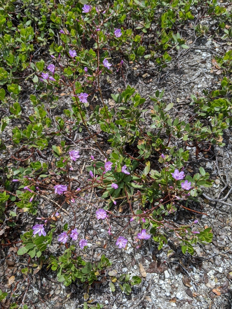 Lewisia ×whiteae, native California perennial
