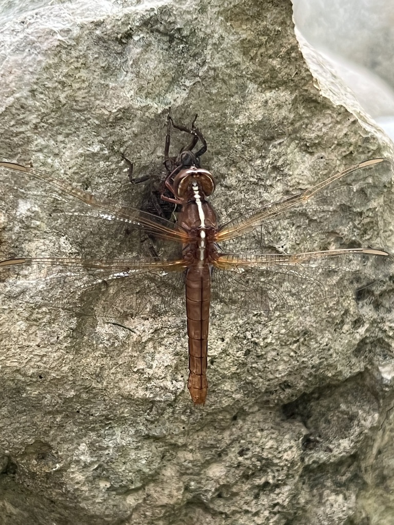 Libellula croceipennis (Neon Skimmer), California species