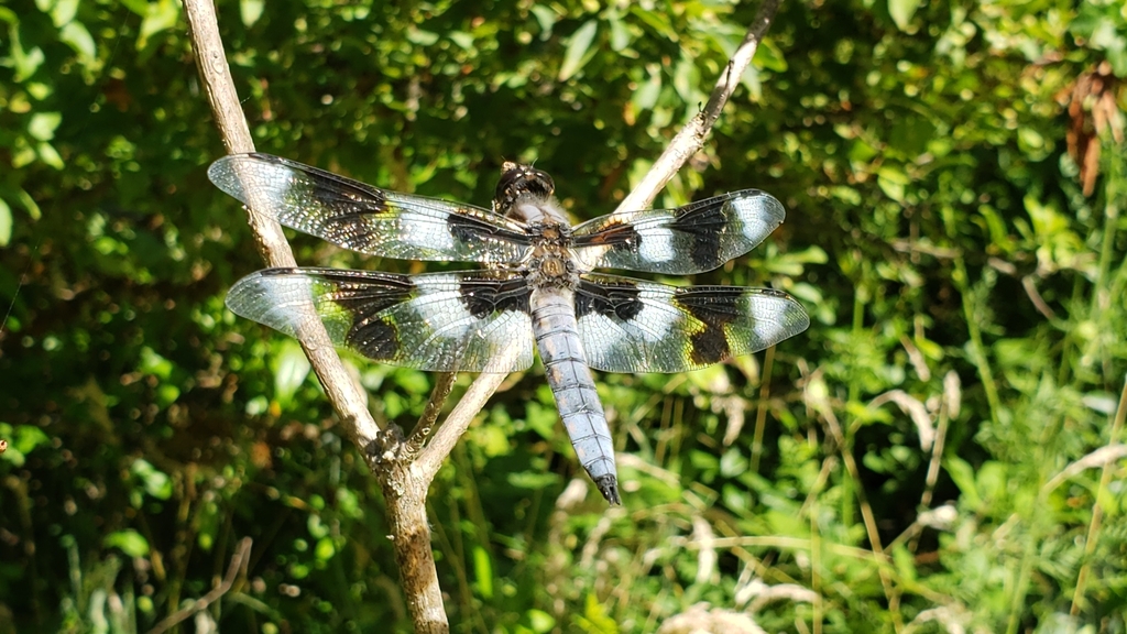 Libellula forensis (Eight-spotted Skimmer), California species