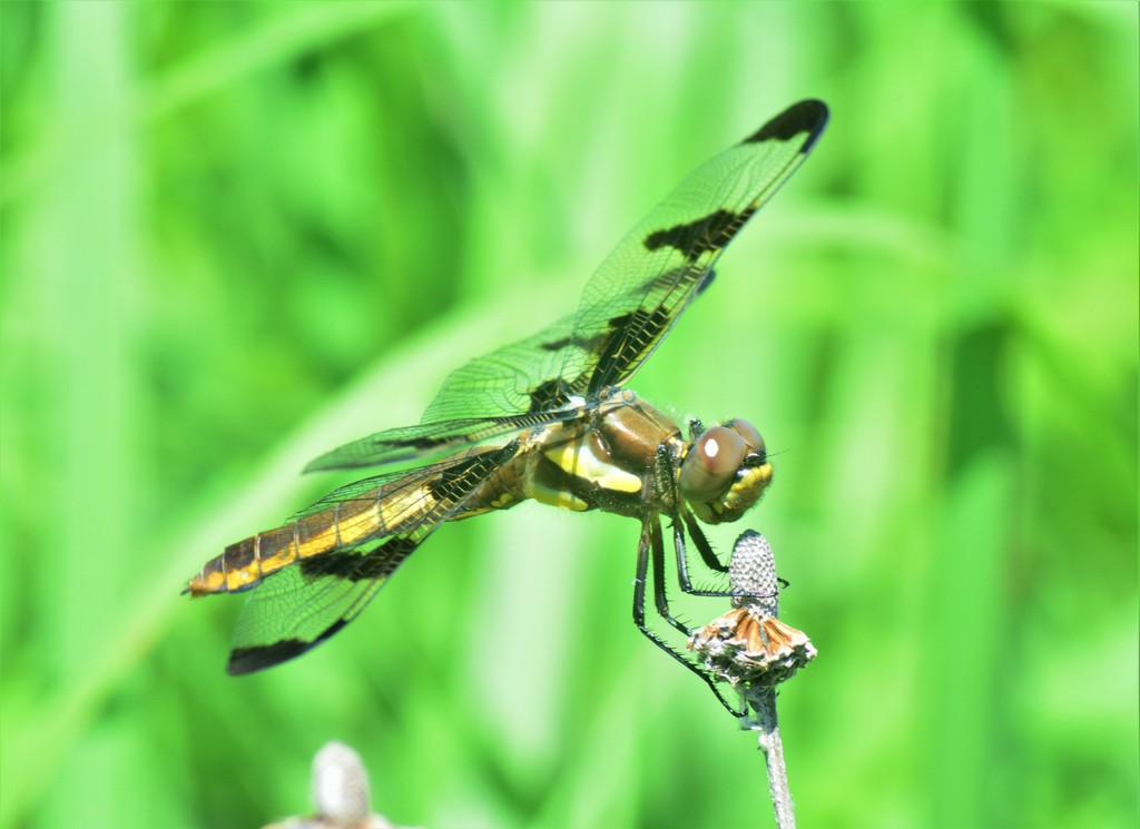 Libellula pulchella (Twelve-spotted Skimmer), California species