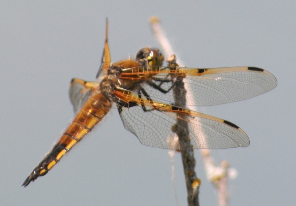 Libellula quadrimaculata (Four-spotted Skimmer), California species