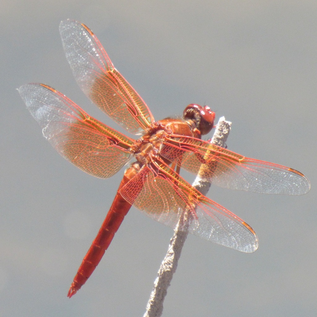 Libellula saturata (Flame Skimmer), California species