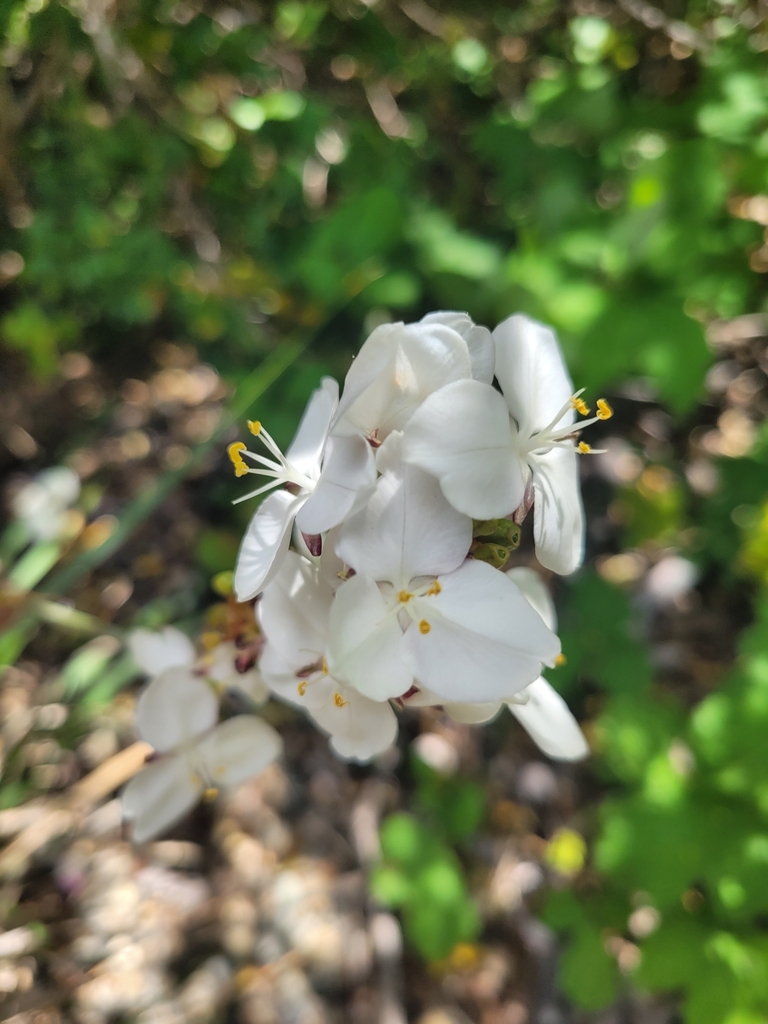 Libertia formosa (Showy libertia), non-native California herb