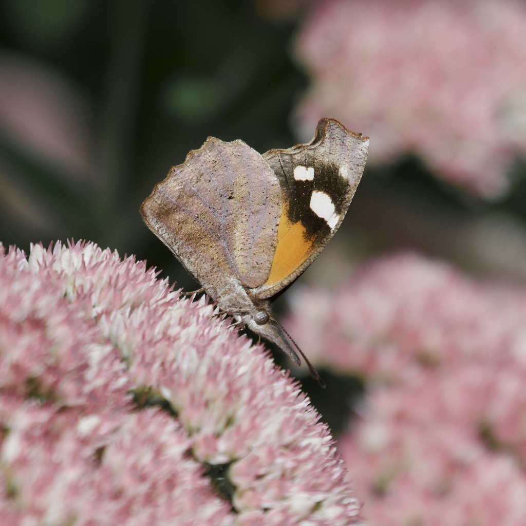 Libytheana carinenta (American Snout), California species