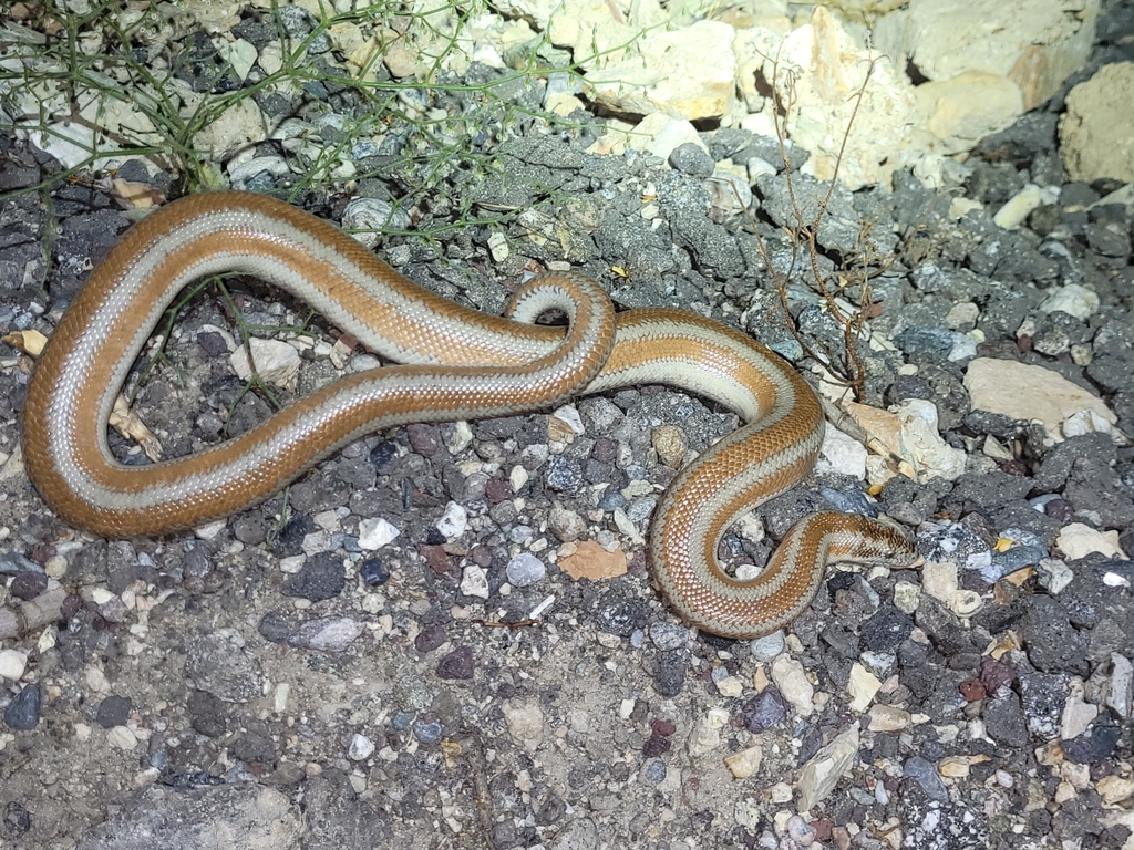 Lichanura orcutti (Northern Three-lined Boa), California species