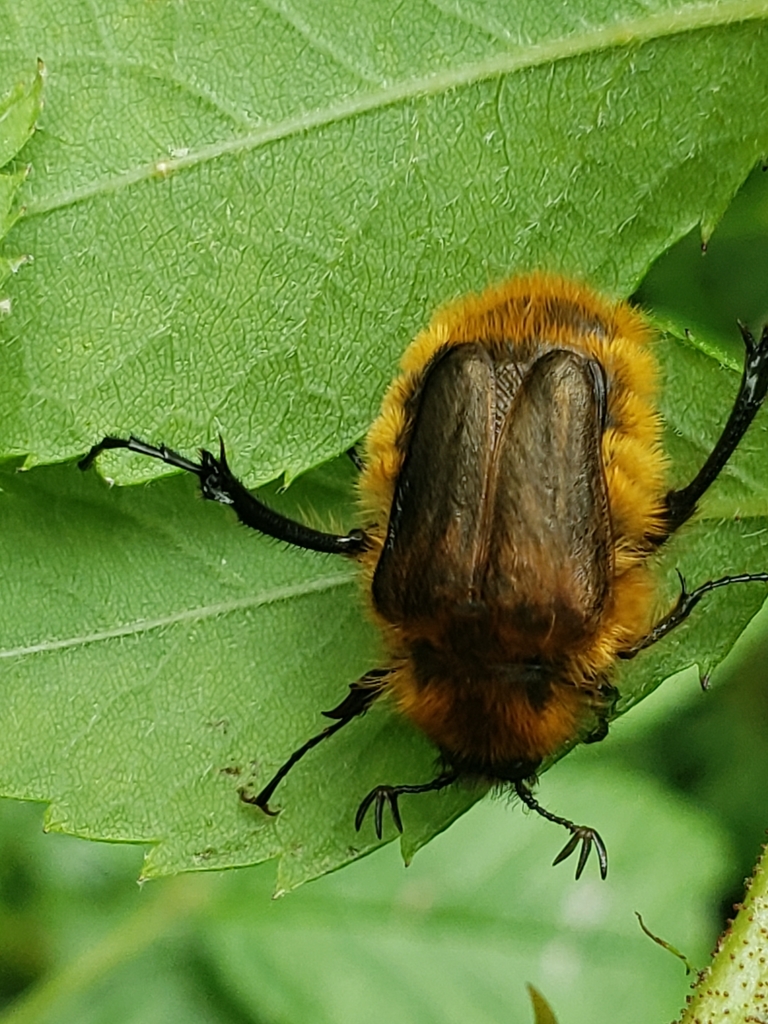 Lichnanthe albipilosa (White Sand Bear Scarab Beetle), California species