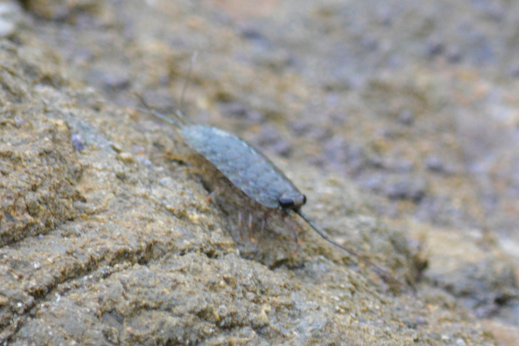 Ligia occidentalis (Western Sea Slater), California species