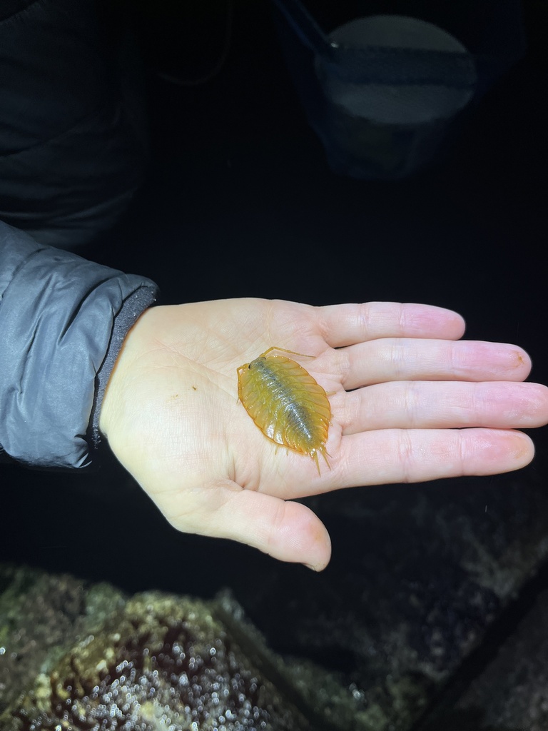 Ligia pallasii (Sleepy Seaslater), California species