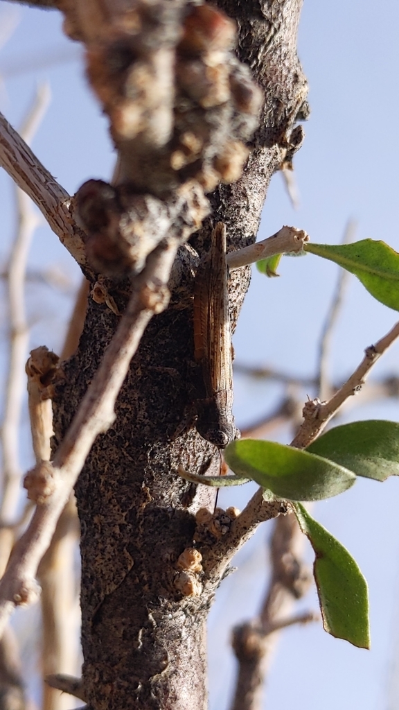 Ligurotettix coquilletti (Desert Clicker Grasshopper), California species