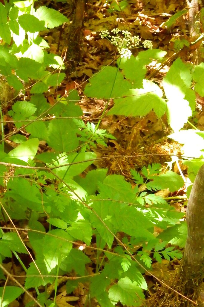 Ligusticum apiifolium (Celery leaved lovage), native California herb