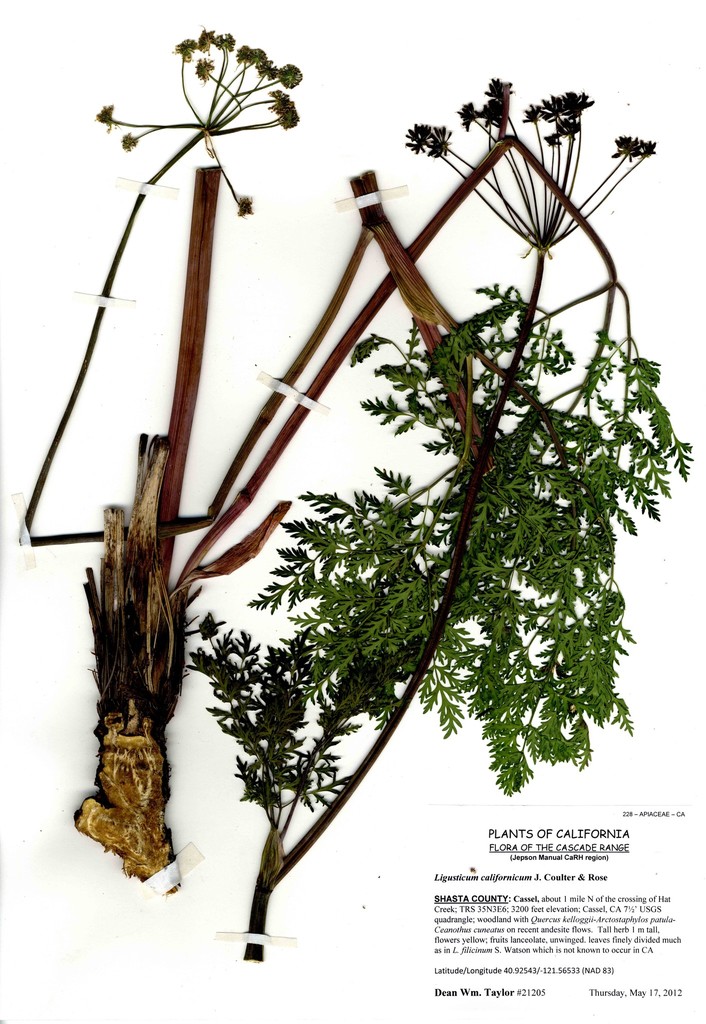 Ligusticum californicum (California licorice root), native California herb