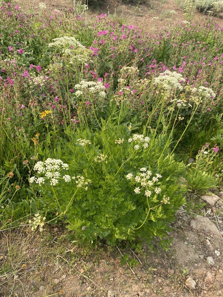Ligusticum grayi (Gray's licorice root), native California herb