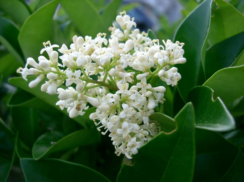 Ligustrum japonicum (Japanese privet), non-native California shrub / tree