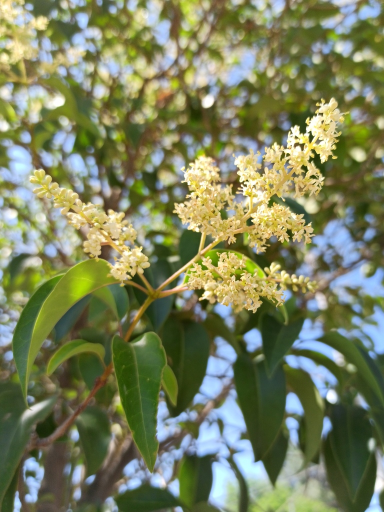 Ligustrum lucidum (Chinese privet), non-native California shrub / tree