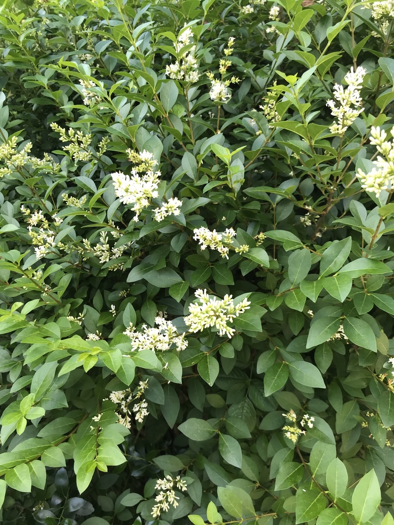Ligustrum ovalifolium (California privet), non-native California shrub / tree