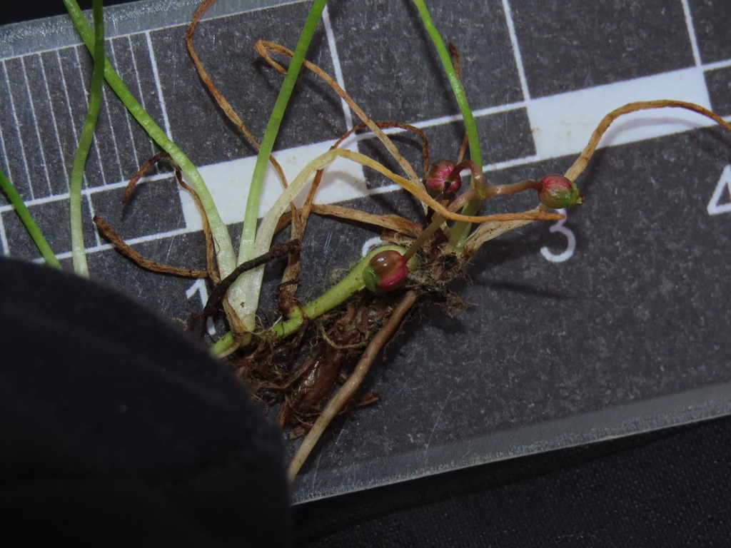Lilaeopsis occidentalis (Lilaeopsis), native California herb