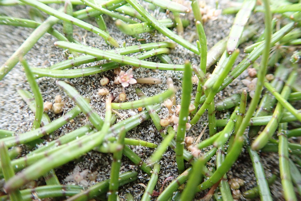 Lilaeopsis sp., native California perennial