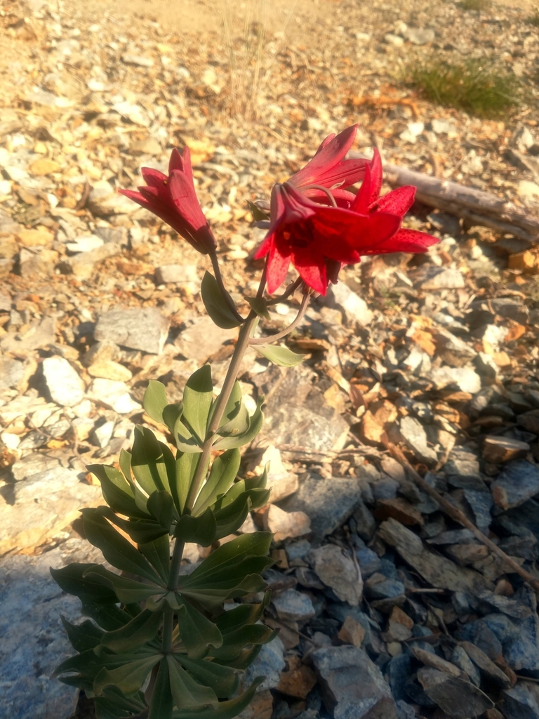Lilium bolanderi (Bolander's lily), native California herb