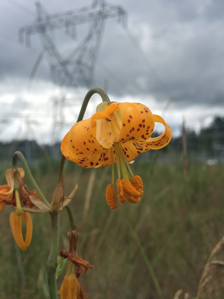 Lilium columbianum (Columbia lily), native California herb