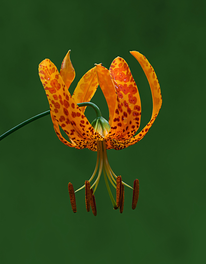 Lilium humboldtii subsp. humboldtii (Humboldt lily), native California herb