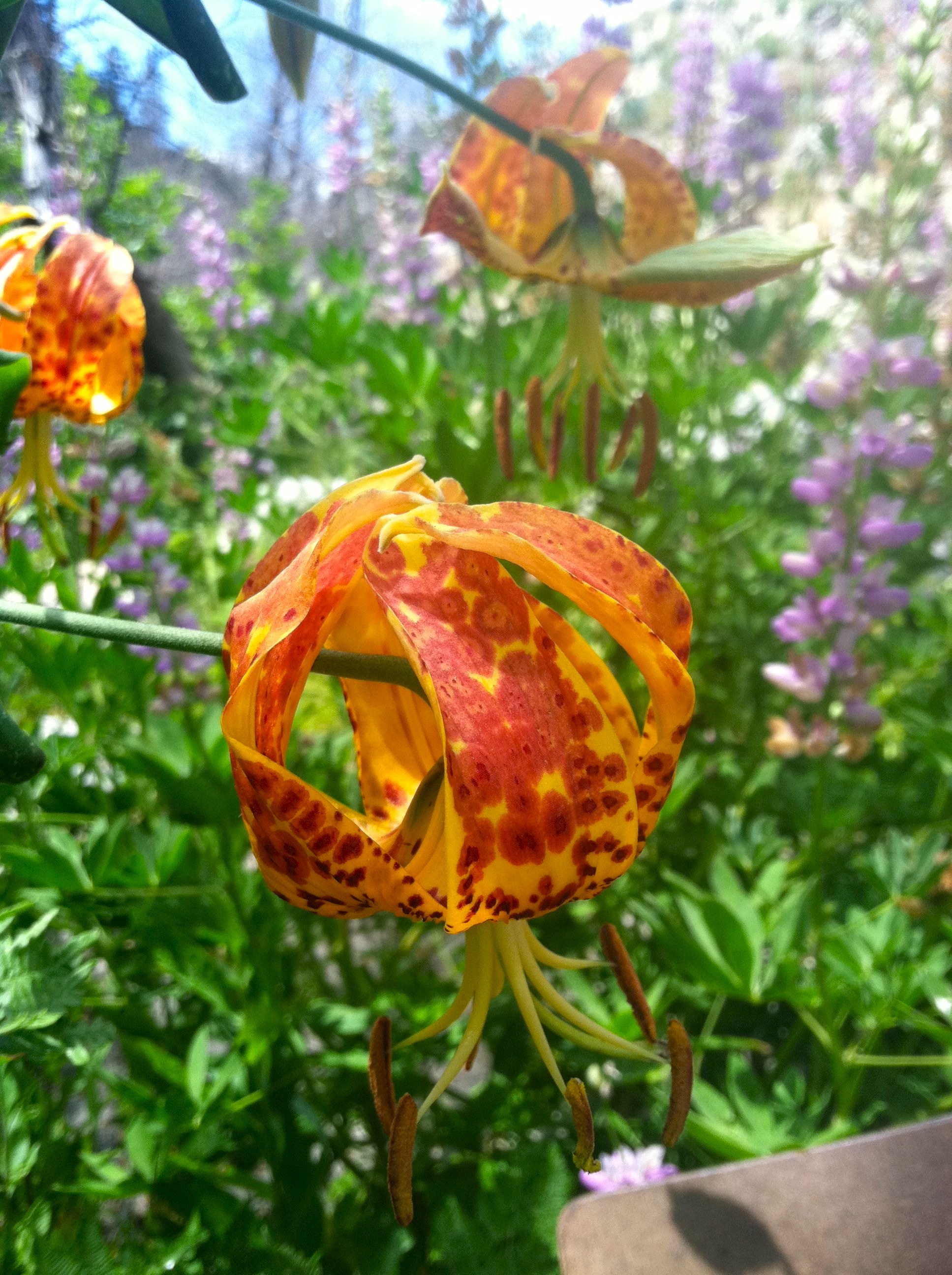Lilium humboldtii subsp. ocellatum (Ocellated humboldt lily), native California herb