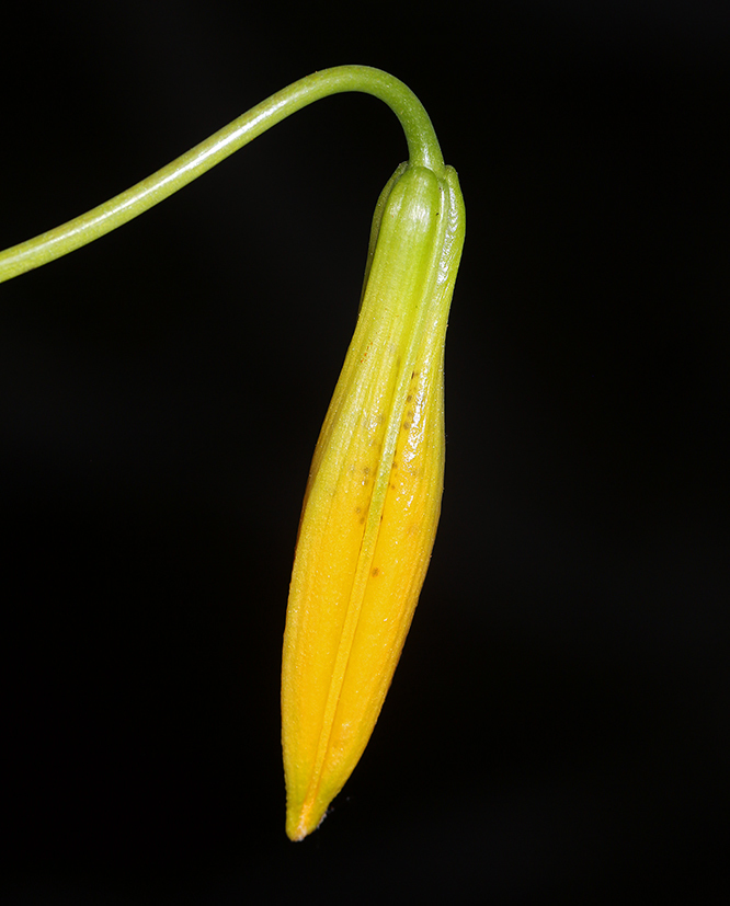 Lilium kelleyanum (Kelley's lily), native California herb