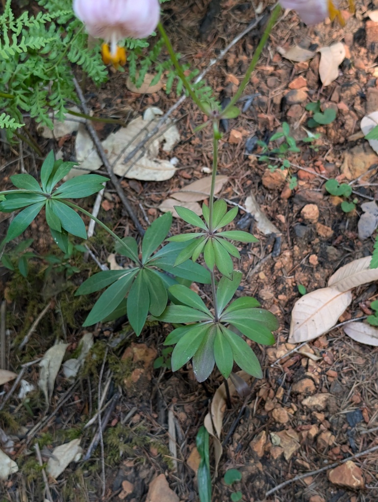 Lilium kelloggii (Kellogg's lily), native California herb