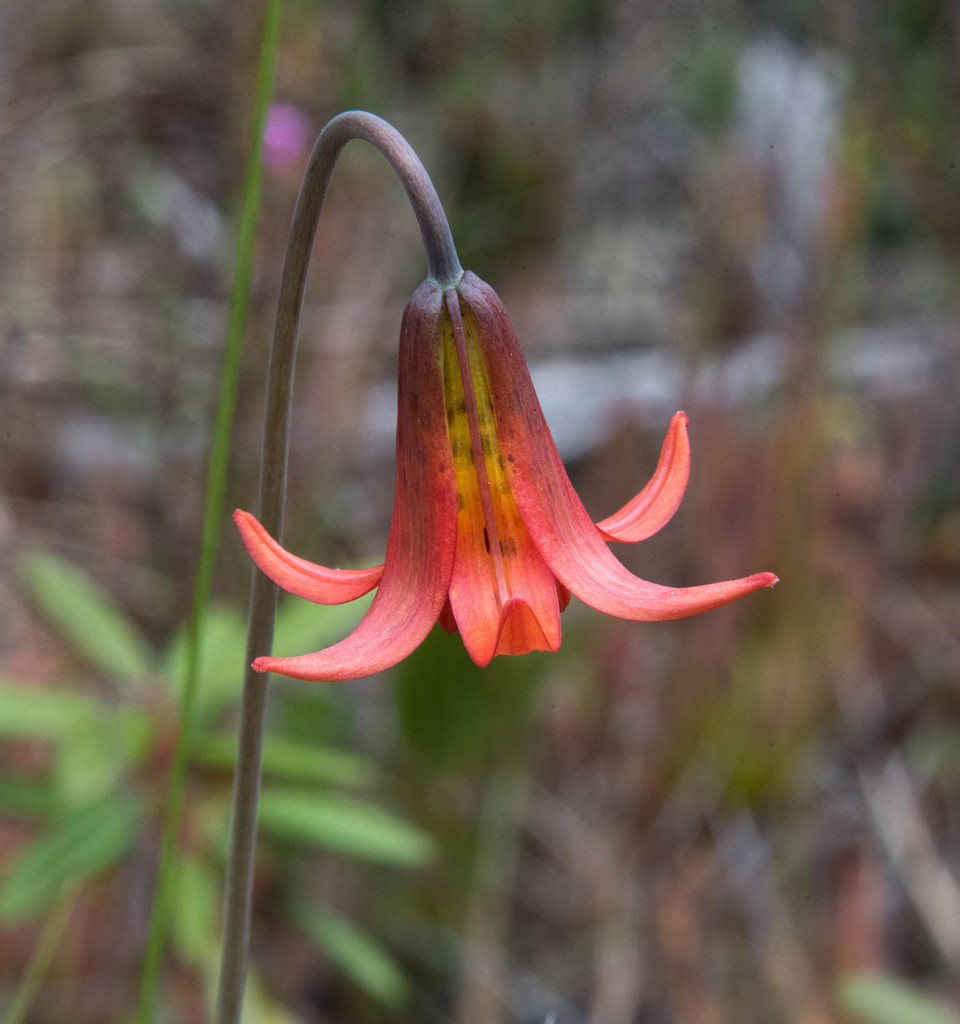 Lilium maritimum (Coast lily), native California herb