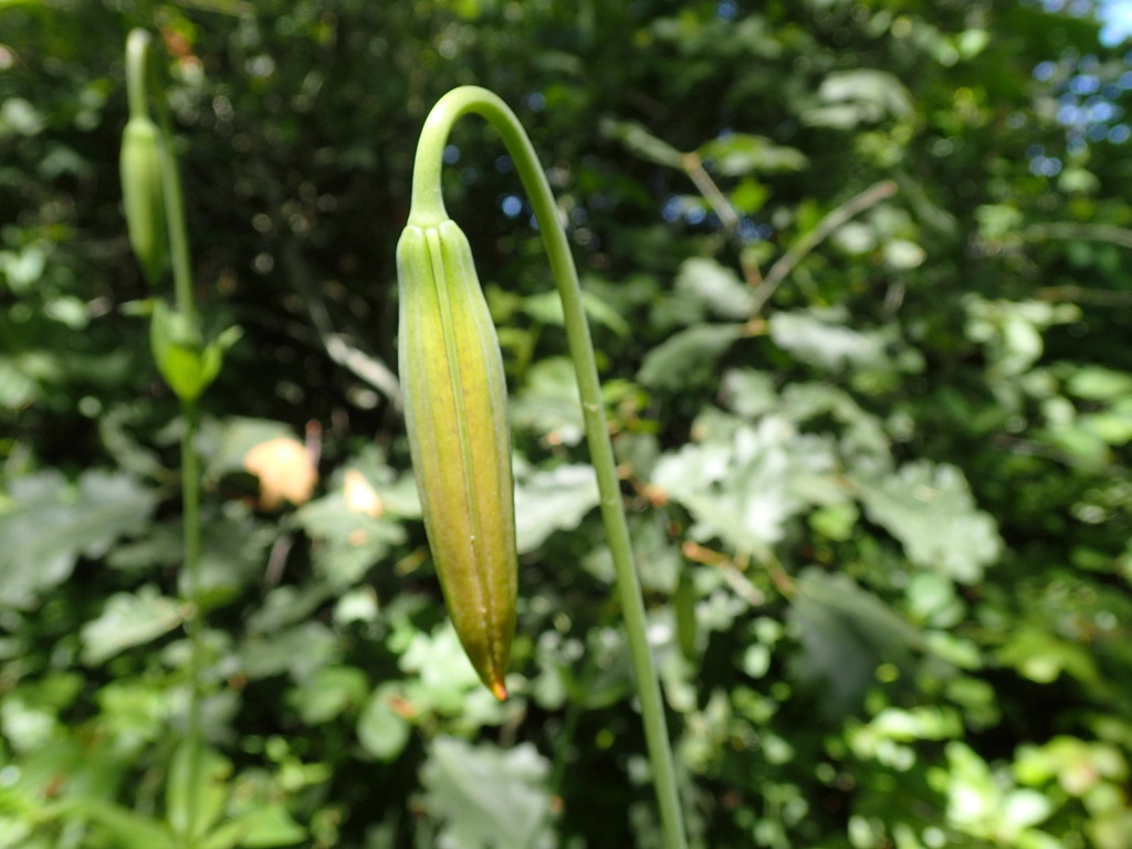 Lilium pardalinum subsp. shastense (Shasta lily), native California herb