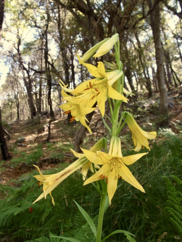Lilium parryi (Lemon lily), native California herb