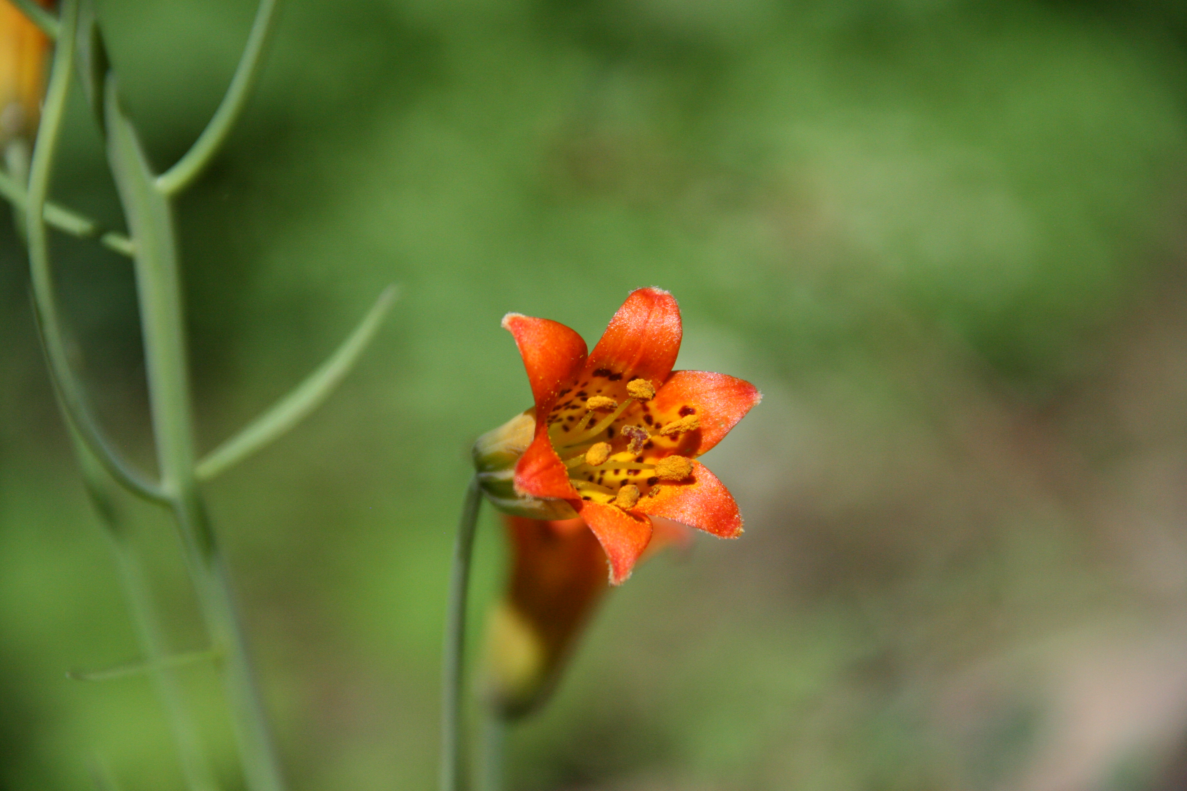 Lilium parvum (Alpine lily), native California herb