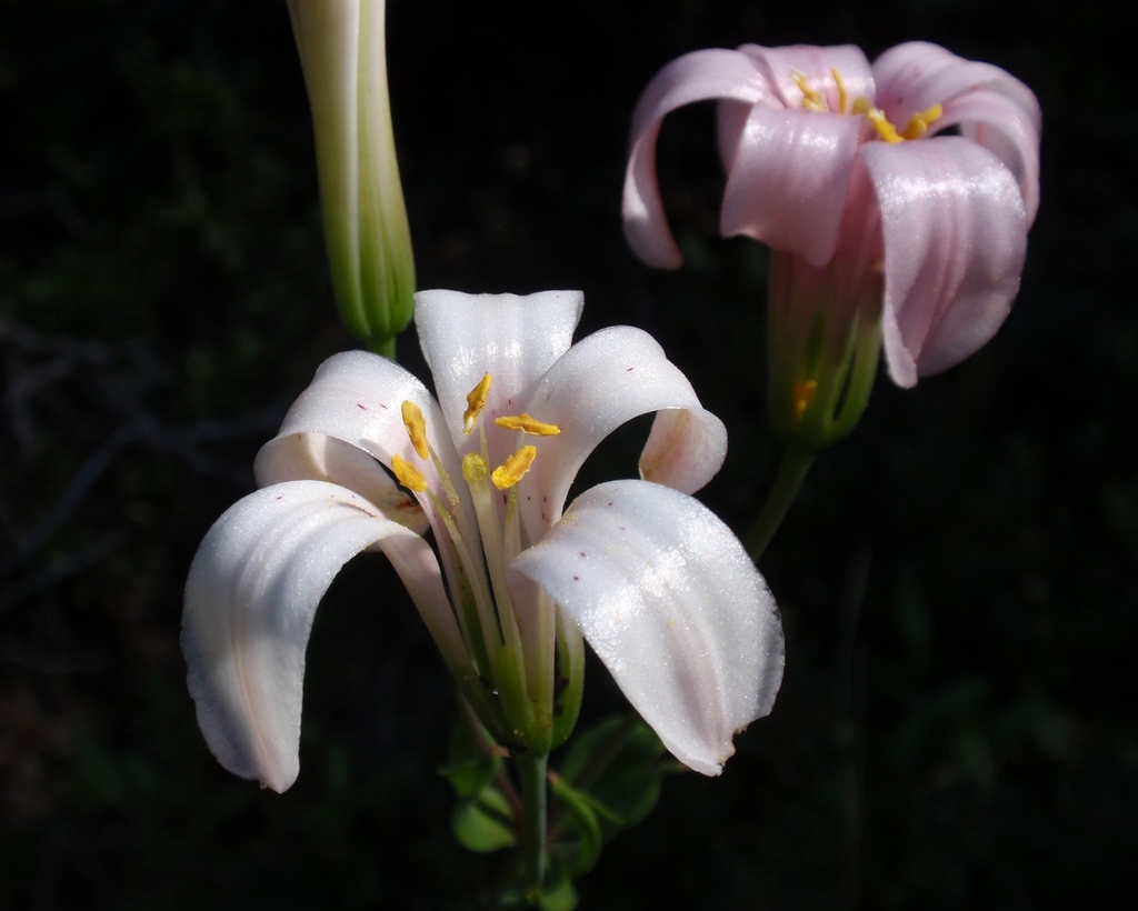 Lilium rubescens (Redwood lily), native California herb